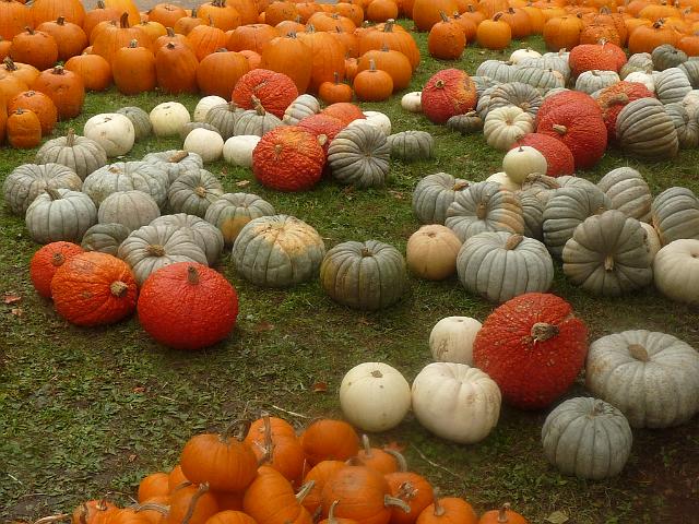 (47) Pumkins for sale.JPG